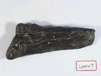 藏品(鹿角)的圖片